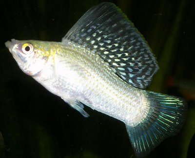 無性生殖のアマゾン･モーリーのゲノム･シーケンシング完了