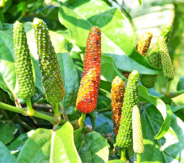 ヒハツ（インドナガコショウ）に含まれる成分が神経膠芽腫に有効であることが判明