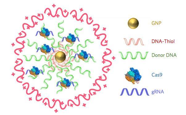 CRISPR-Cas9の輸送にCRISPR-Goldを用い､マウス･モデルでデュシェンヌ型筋ジストロフィー突然変異を治療