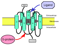 ノーベル化学賞はGタンパク共役受容体（GPCRs）に