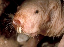 酸の刺激を感じないアフリカハダカデバネズミのイオンチャンネルに新薬のヒントが！