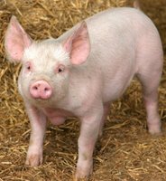 ブタウィルスの遺伝子マーカーで６億ドルの節約か