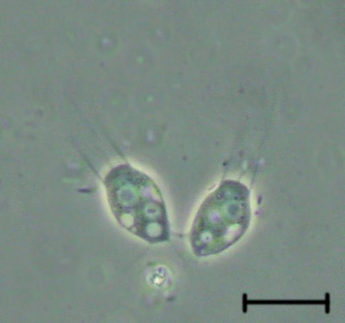ウイルスを食べる海洋原生生物を発見か？これまでウイルスを食べる生物は知られていなかった
