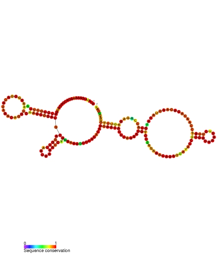 免疫応答を抑制し疾患をコントロールするための新しいパスウェイ（lncRNA HOTAIR）が発見された。