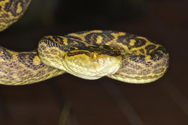 研究グループ､台湾ハブのゲノムのシーケンスとヘビ毒進化上の遺伝的浮動の役割を研究