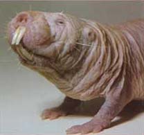 長寿で腫瘍耐性を持つハダカデバネズミの遺伝子解析結果が明らかに