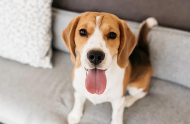 ビーグル犬が97％の精度で患者血清から肺癌を嗅ぎ分けた
