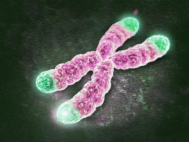 短くなったテロメアの修復を促すTERRA RNA