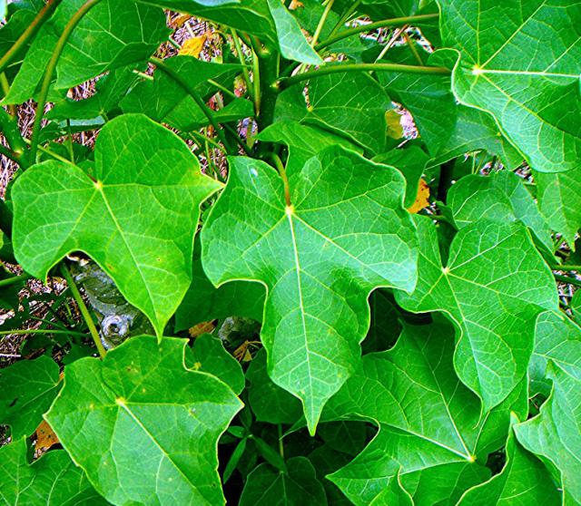 研究室で合成された植物化合物（Curcusone D）は、これまで「難攻不落」だった癌タンパク質（BRAT1）を標的とする可能性を秘めている
