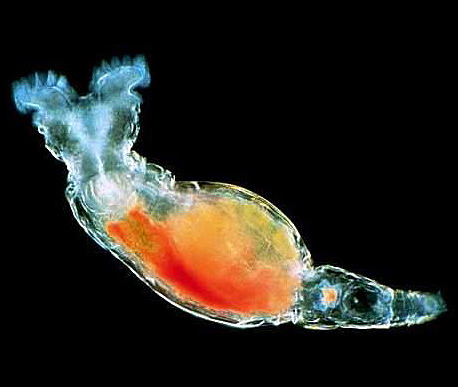 多細胞化した北極圏のワムシが2万4,000年もの冷凍保存を経て生き延びることが判明。人体の冷凍保存法の手がかりとなるか？