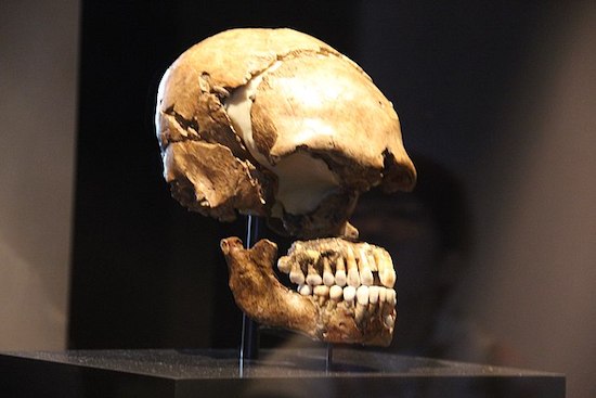 ネアンデルタール人とデニソワ人の血液型が解読され、遺伝的多様性の低さ、人口動態の脆弱さ、アフリカ起源の可能性を裏付ける結果に。