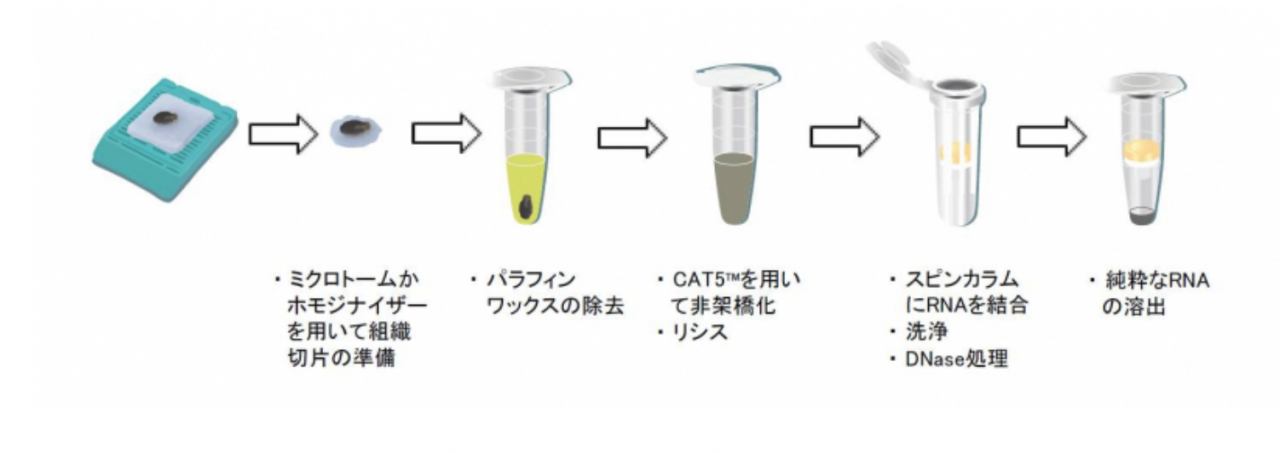 RNA