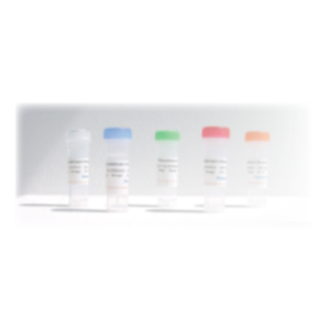 Osteogenetics cytokines サイトカイン試薬（BMP2）