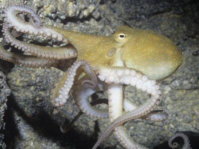 タコのRNA編集：環境適応の鍵となる驚きの発見