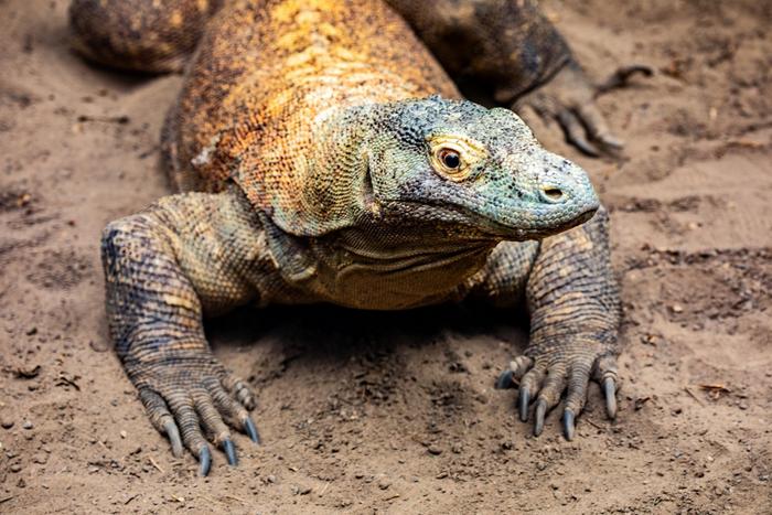 コモドドラゴンの進化した歯：恐竜の生態系を解き明かす鍵
