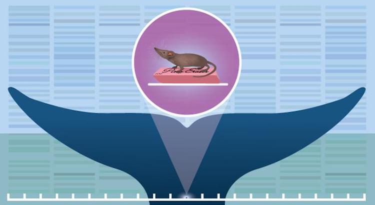 シロナガスクジラとヤマネのゲノム解読：サイズの違いが明かす生物学の謎