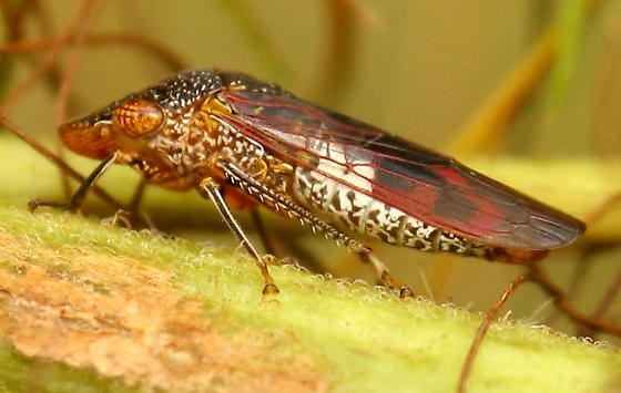 CRISPRがワイン畑を枯死させる害虫（Glassy-Winged Sharpshooter）駆除に新たな希望をもたらす