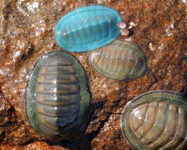 ヒザラガイの目の秘密：国際チームが興味深い視覚能力に迫る研究を開始