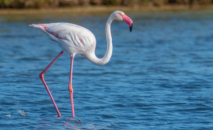 鳥類進化の誤解を解く：組換え抑制DNAの発見