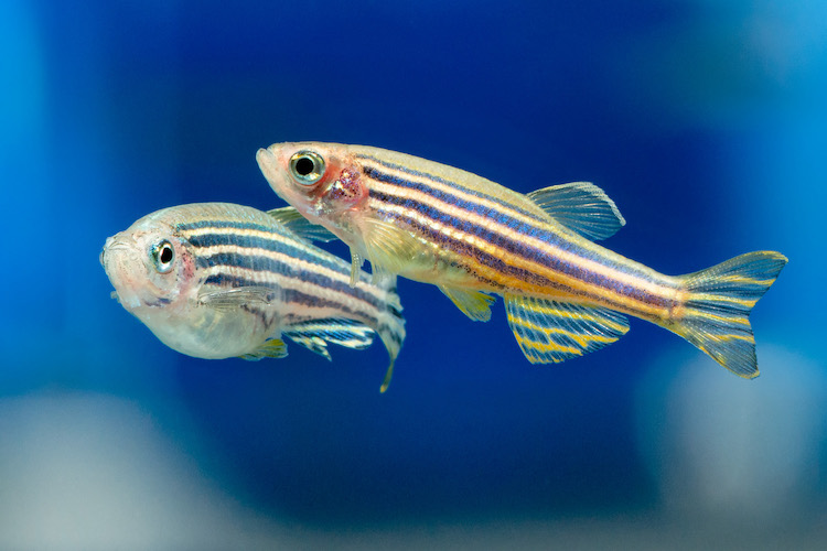 ゼブラフィッシュの心臓再生メカニズム：人間の治療に新たな光