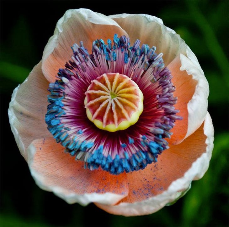 1.8億文字の遺伝コードで解明された花卉植物の進化