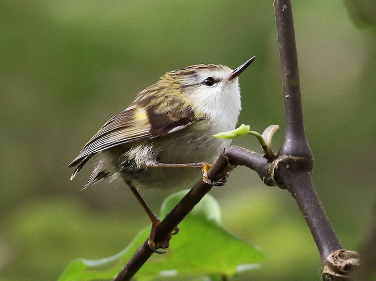 鳥類の音声学習に新たな視点：ティティポウナムの研究
