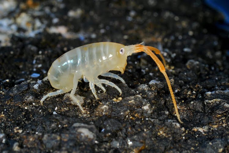 自然の麻酔剤：ハマトビムシとマグネシウムの関係