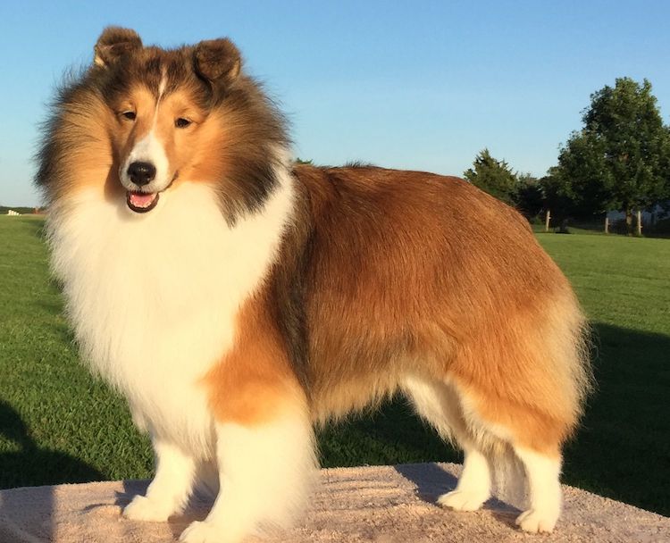 犬の胆嚢ムコセレ形成にCFTR機能不全が関与：ヒトCFへの新たな示唆