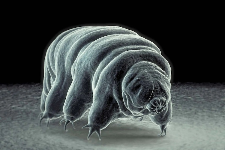 発生生物学の新時代を迎える！技術革新と新概念がもたらす「海の変化」