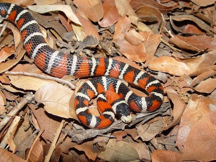 動物と植物が進化させた『目立つ色』の役割とは？