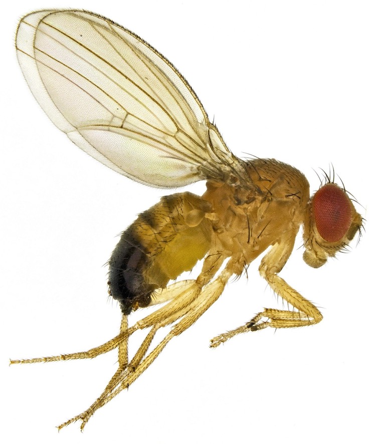 老化メカニズムの謎を解明！健康寿命を30%延ばす遺伝子操作