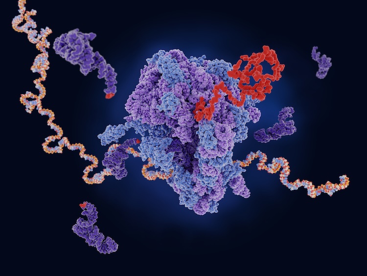 RNAポリメラーゼとリボソームの「二重アンカー機構」が細菌遺伝子発現を制御することを解明