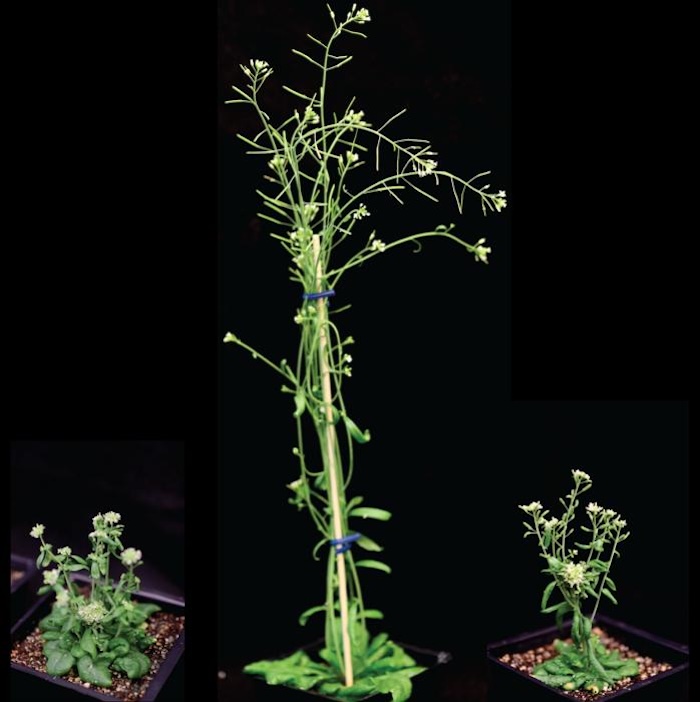転写因子の新たな役割：植物発生を制御するSTARTドメインの秘密