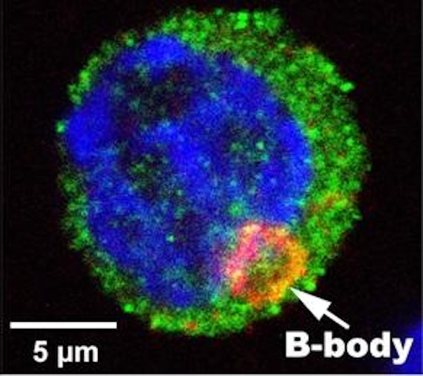 卵細胞の神秘：バルビアニ小体の形成と胚発生の鍵を解明