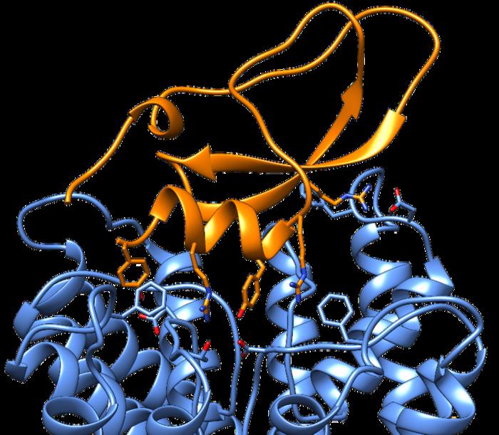 AIが解き明かすイモガイ毒の謎！創薬と生態系研究を加速する新技術