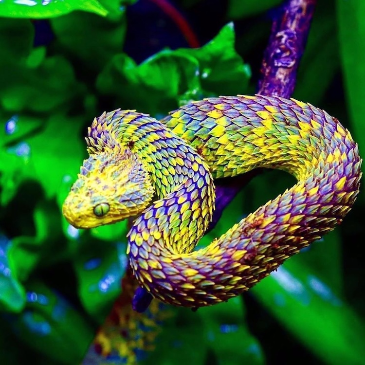 人間の目には見えないヘビの世界 紫外線(UV)カラーは求愛よりカモフラージュ？