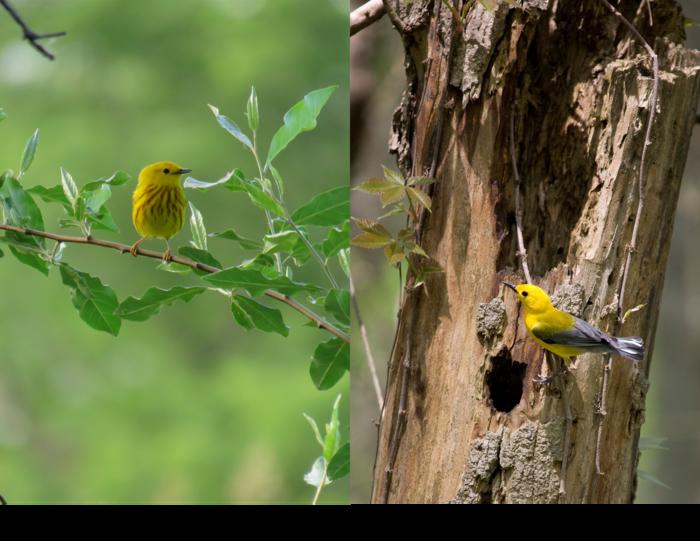 鳥の攻撃性は「住宅事情」で決まる？巣を守るメスの行動と遺伝子の謎