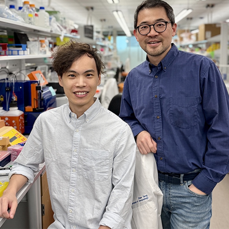 STINGタンパク質の驚くべき新機能：細胞の「お掃除係」リソソームの品質管理センサーだった！