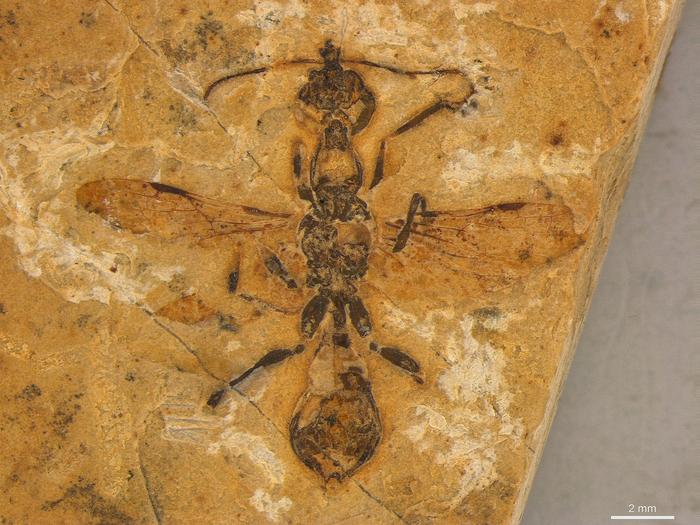 史上最古！1.1億年前の「地獄のアリ」化石をブラジルで発見、驚愕の狩猟方法とは？