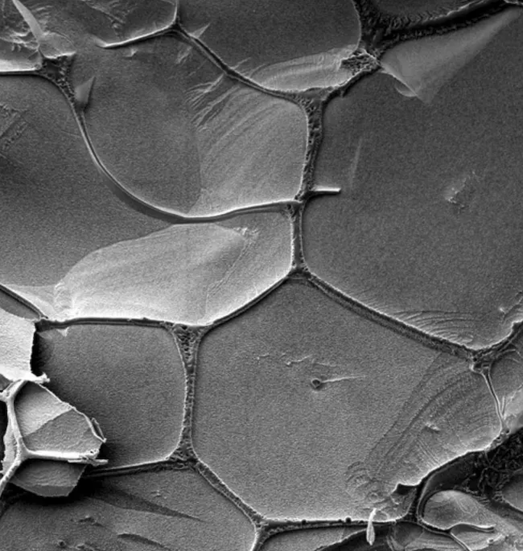生命の起源の謎に迫る！RNAの自己複製、原始地球の環境でついに成功