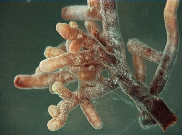 名前なき生物をどう守る？DNAだけが見つかる「ダークタキサ」問題が地球の未来を脅かす