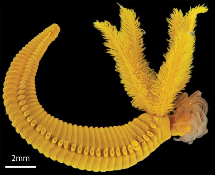 「毒をもって毒を制す」深海の極限環境に生きるゴカイの生存術