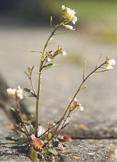 植物細胞の常識を覆す：液胞からタンパク質を回収する「逆行輸送」経路を発見