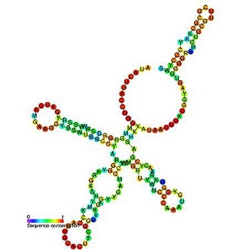 CRISPRを超える？より安全で高精度な「ヒト由来」遺伝子編集技術が登場