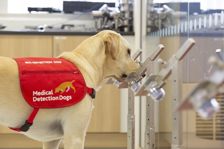 犬の嗅覚がパーキンソン病を早期発見？最新研究が示す驚きの可能性