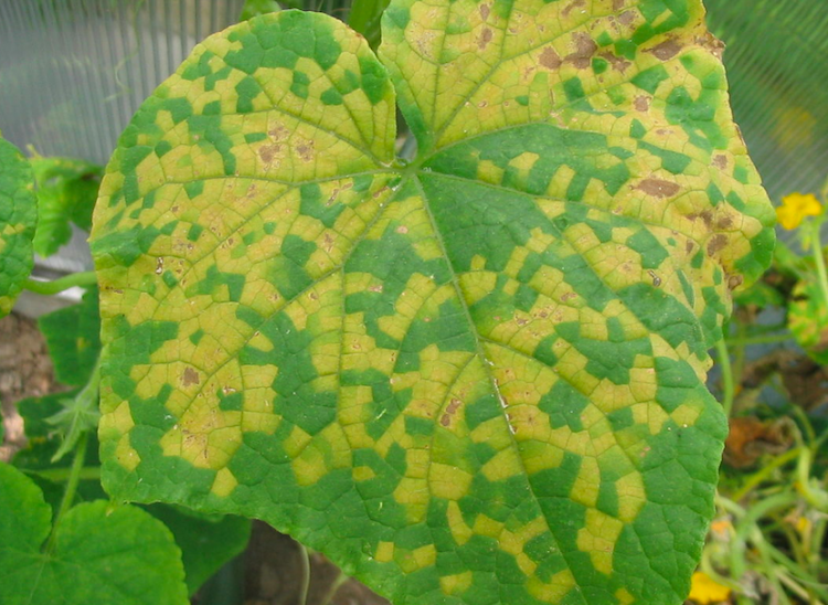 植物の救世主？RNAでキュウリモザイクウイルスを撃退！新薬剤開発へ