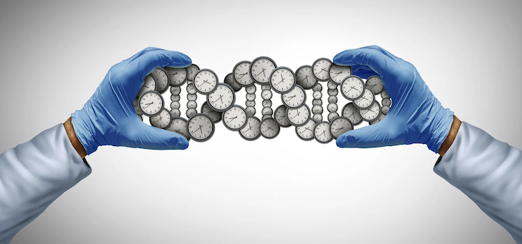 寿命の半分は遺伝子で決まる？ワイツマン科学研究所が明かす長寿の秘密