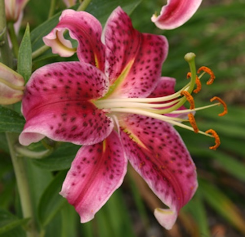 光が鍵！ユリの鮮やかな花色を生み出す分子メカニズムを世界で初めて解明