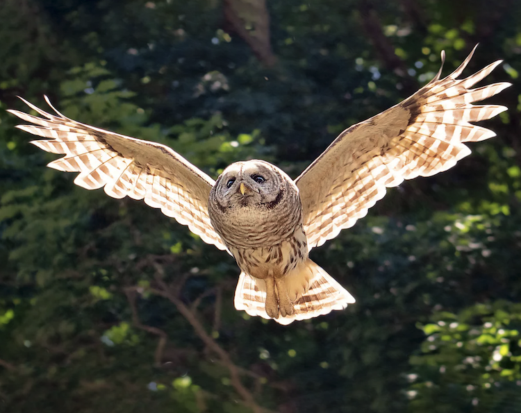 高周波から低周波まで対応！フクロウに学ぶ次世代の広帯域騒音吸収材