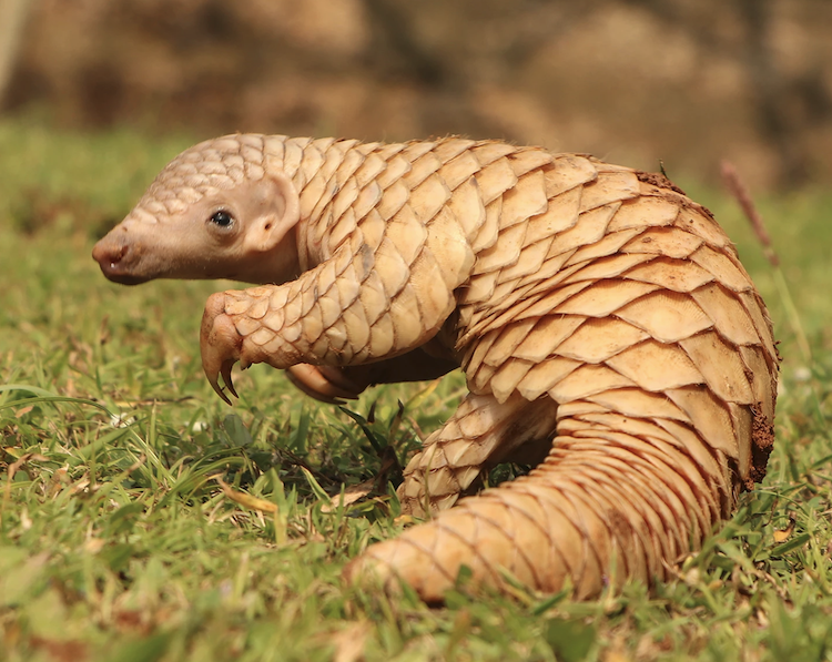 絶滅危惧センザンコウを救え！最新ゲノム解析が明らかにする遺伝的リスクと保全への道